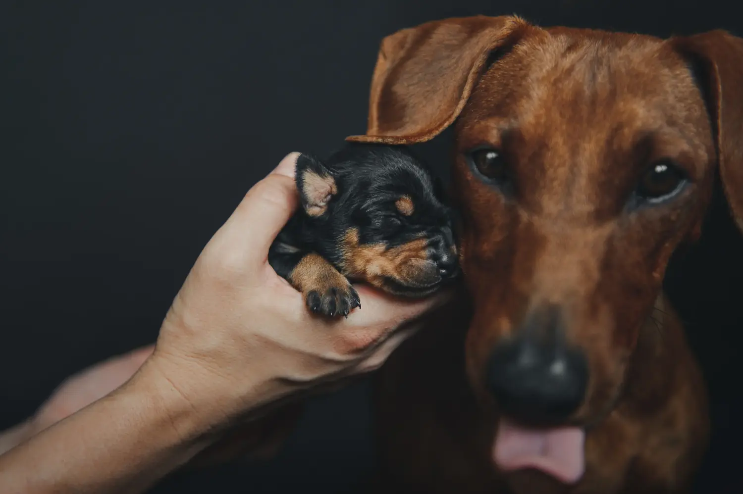 Német pinscher kölyökkutya vásárlása felelősségvállalást jelent! Vásároljon német pinscher kiskutyákat.