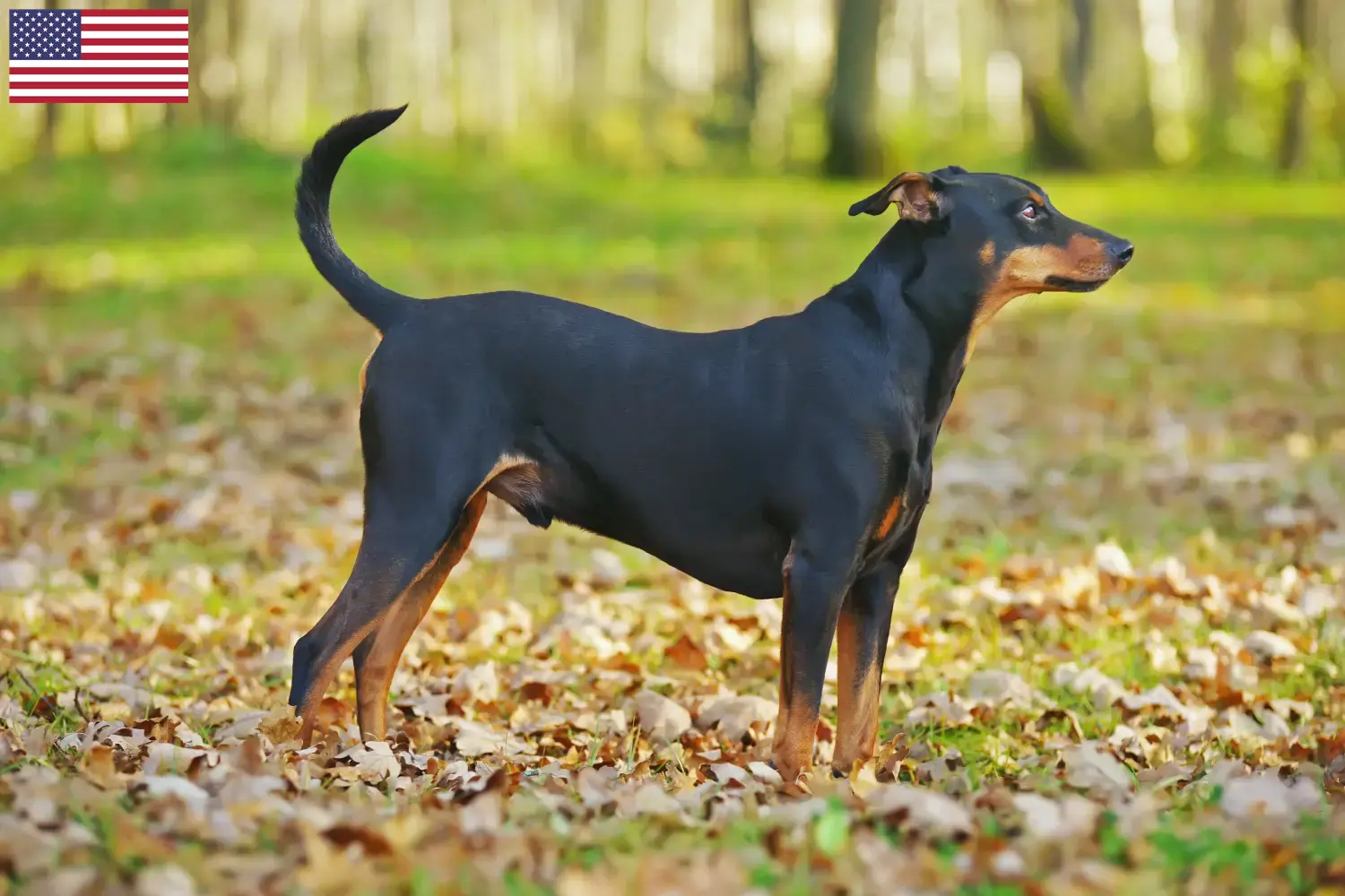 Read more about the article Német Pinscher tenyésztők és kölykök az USA-ban