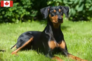 Read more about the article Német Pinscher tenyésztők és kölykök Kanadában
