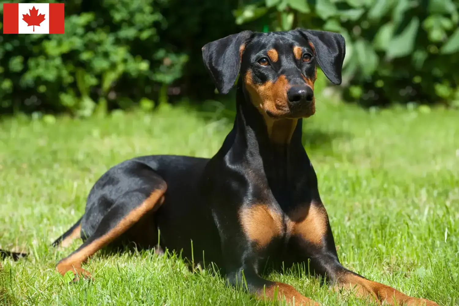 Read more about the article Német Pinscher tenyésztők és kölykök Kanadában