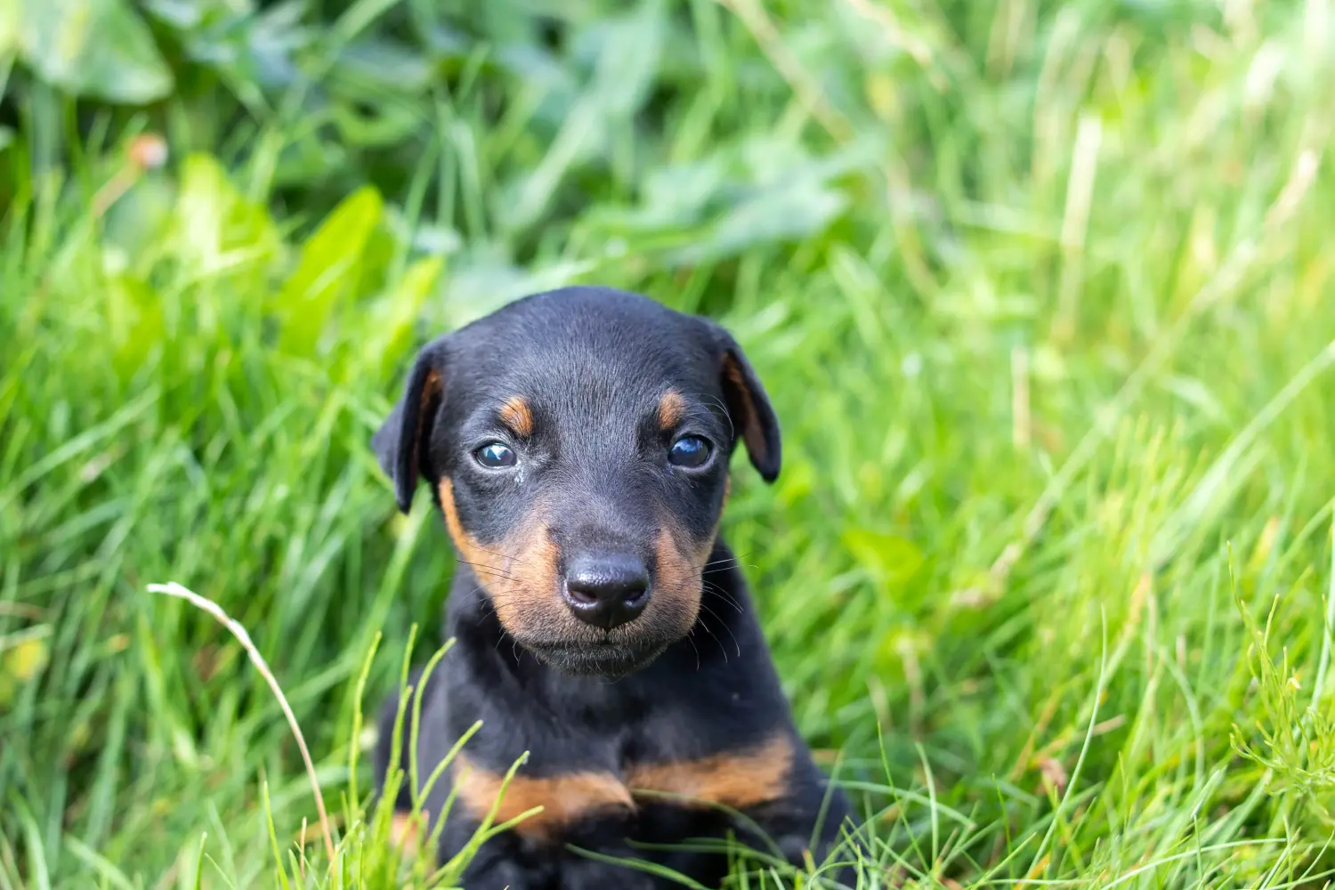 Német vadászterrier kiskutya vásárlása felelősségvállalást jelent! Vásároljon német vadászterrier kiskutyákat.