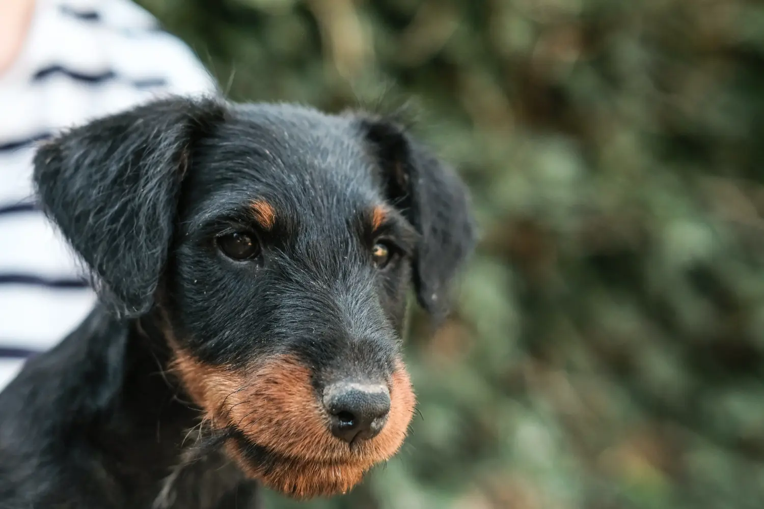 Német vadászterrier kiskutya vásárlása felelősségvállalást jelent! Vásároljon német vadászterrier kiskutyákat.