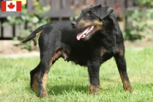 Read more about the article Német vadászterrier tenyésztő és kölykök Kanadában