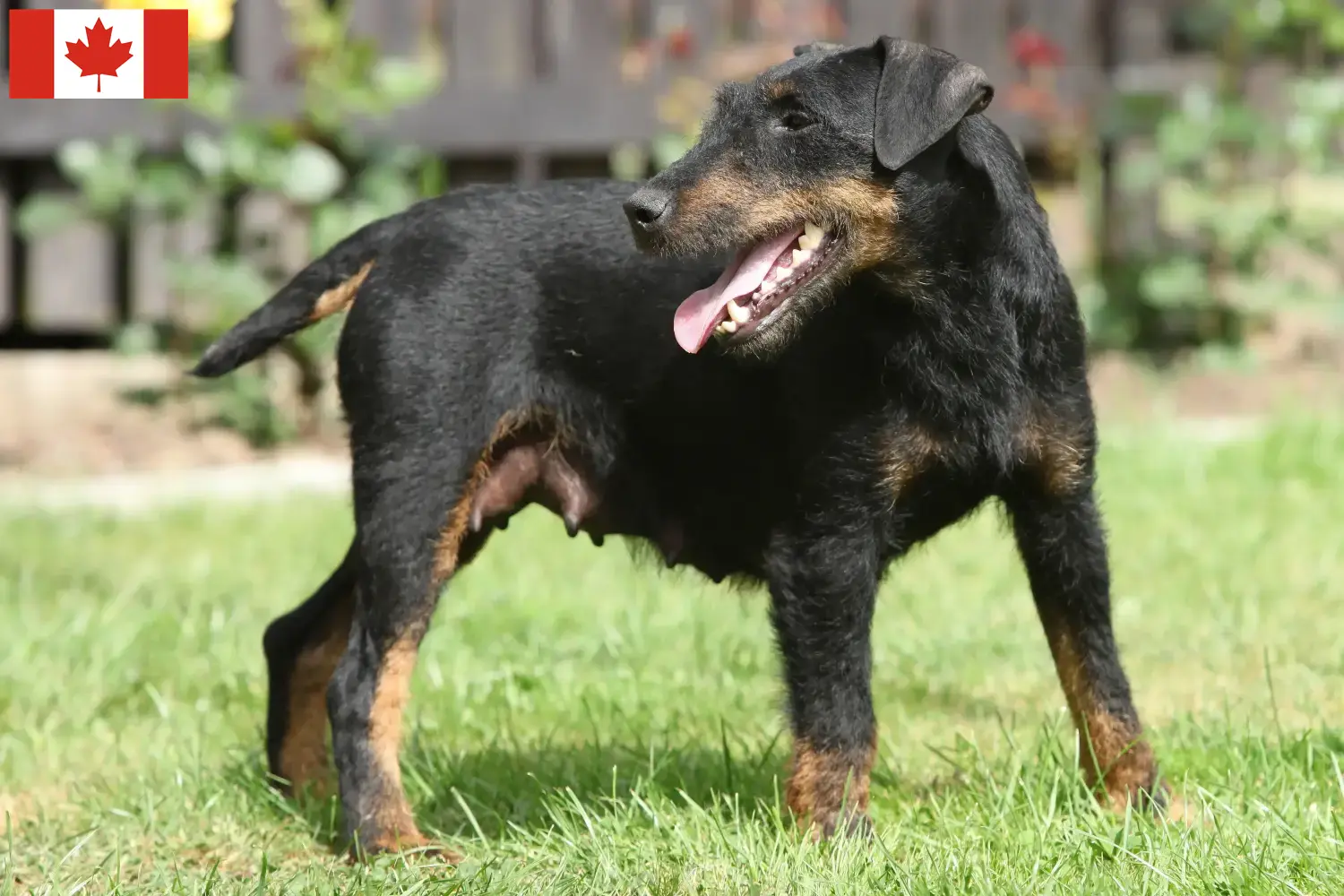 Read more about the article Német vadászterrier tenyésztő és kölykök Kanadában