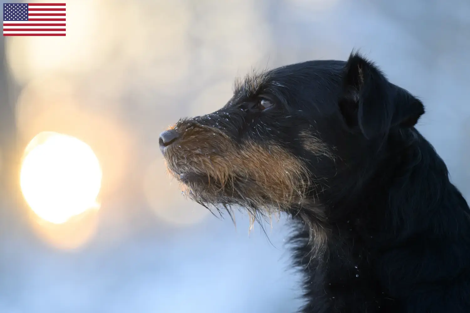 Német Vadászterrier kiskutyák és tenyésztők USA Itt találhat német vadászterrier tenyésztőket az USA-ban.