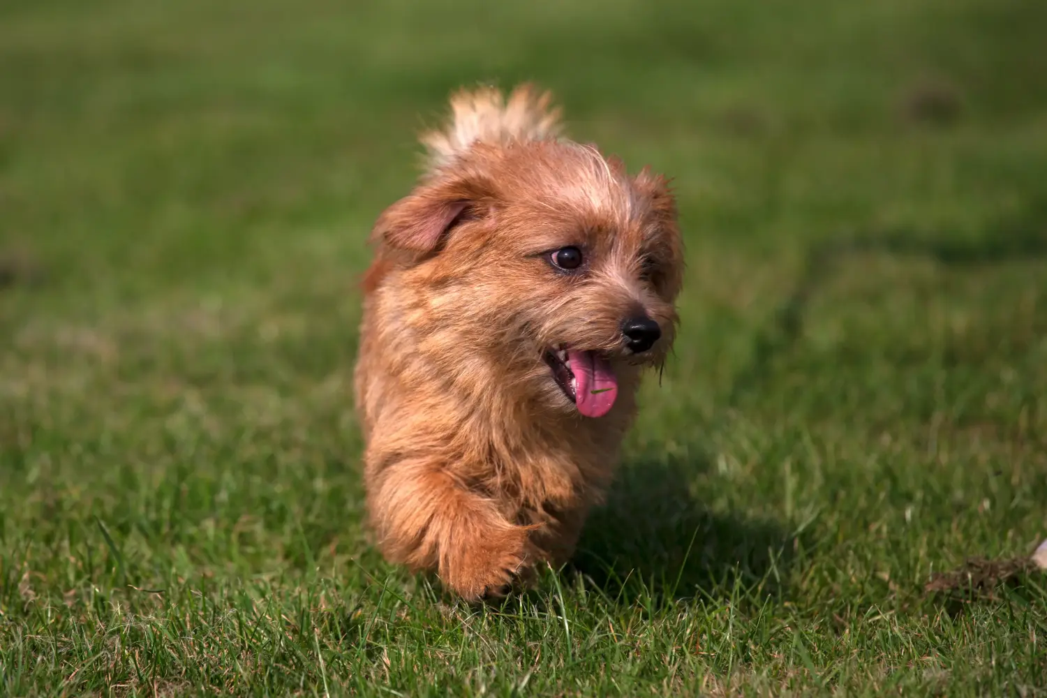 Norfolk terrier kiskutya vásárlása felelősségvállalást jelent! Norfolk terrier kiskutyák vásárlása.