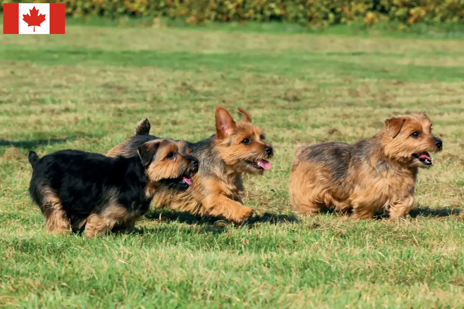 Read more about the article Norfolk terrier tenyésztők és kölykök Kanadában