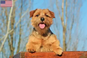 Read more about the article Norfolk terrier tenyésztők és kölykök az USA-ban