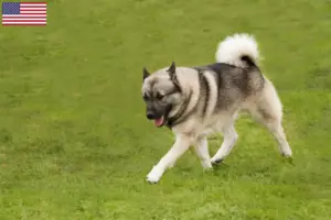 Read more about the article Norvég Buhund tenyésztők és kölykök az USA-ban