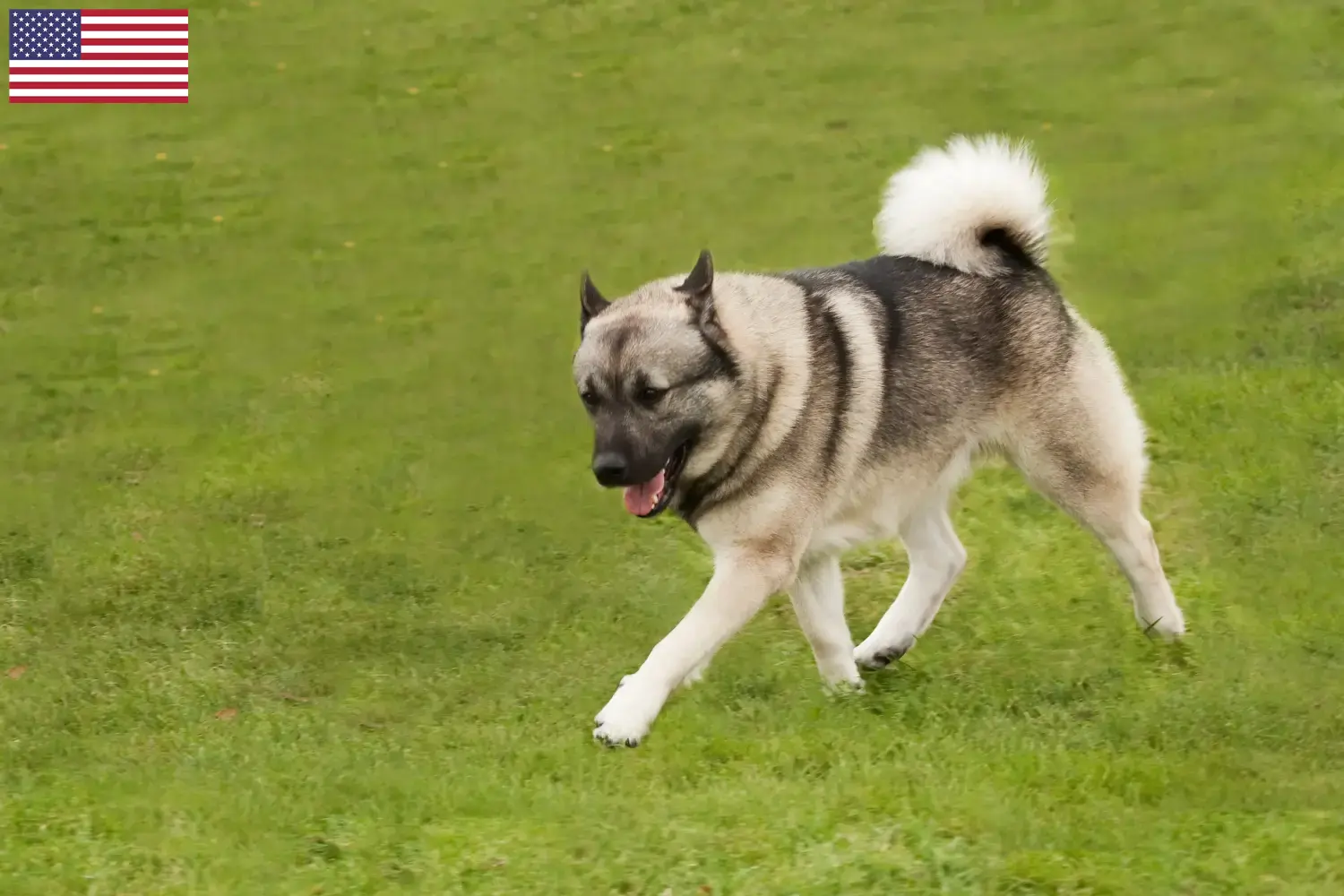 Read more about the article Norvég Buhund tenyésztők és kölykök az USA-ban