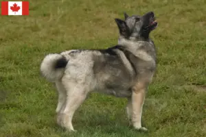Read more about the article Norvég Buhund tenyésztő és kölykök Kanadában