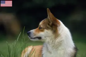 Read more about the article Norvég Lundehund tenyésztők és kölykök az USA-ban