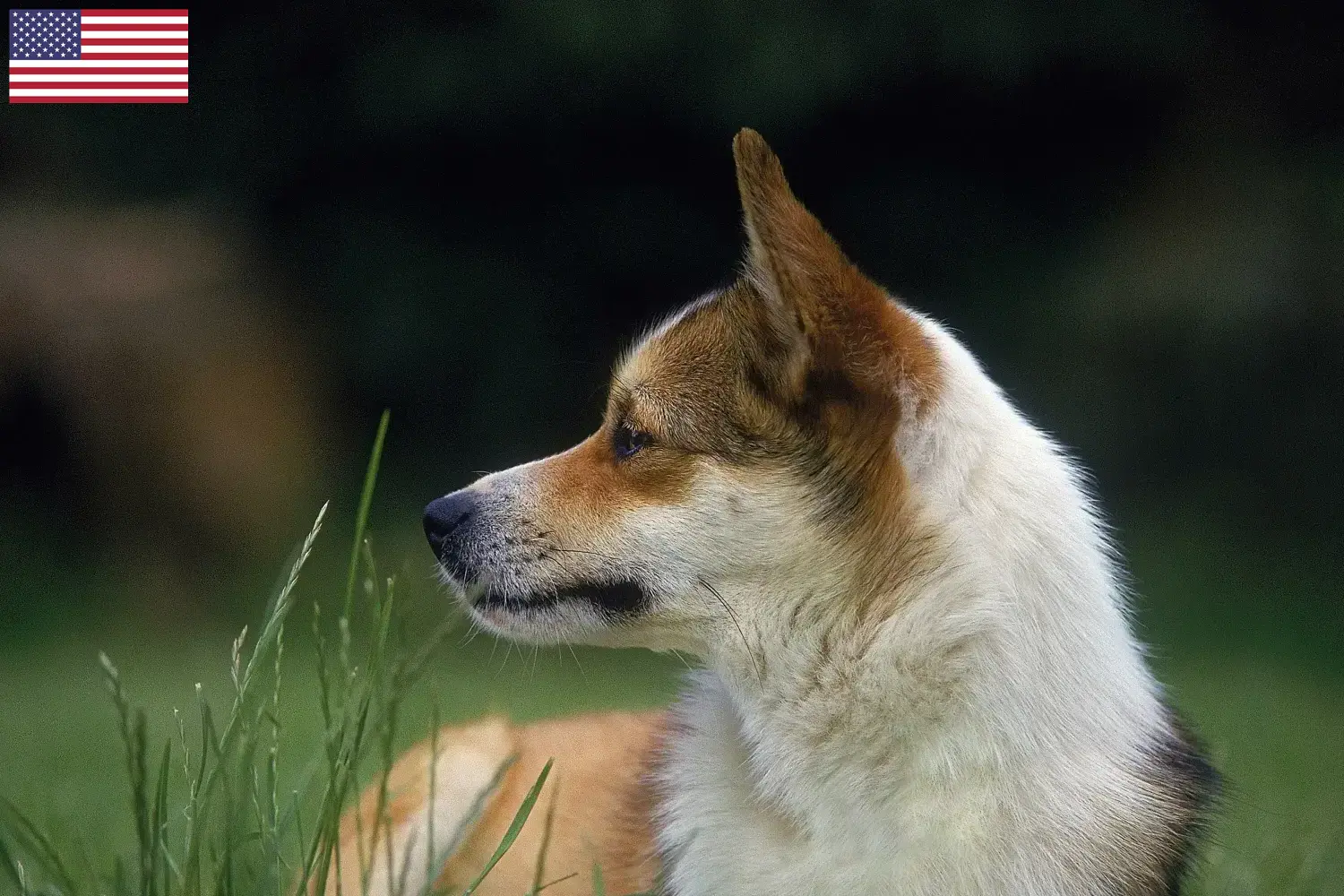 Read more about the article Norvég Lundehund tenyésztők és kölykök az USA-ban
