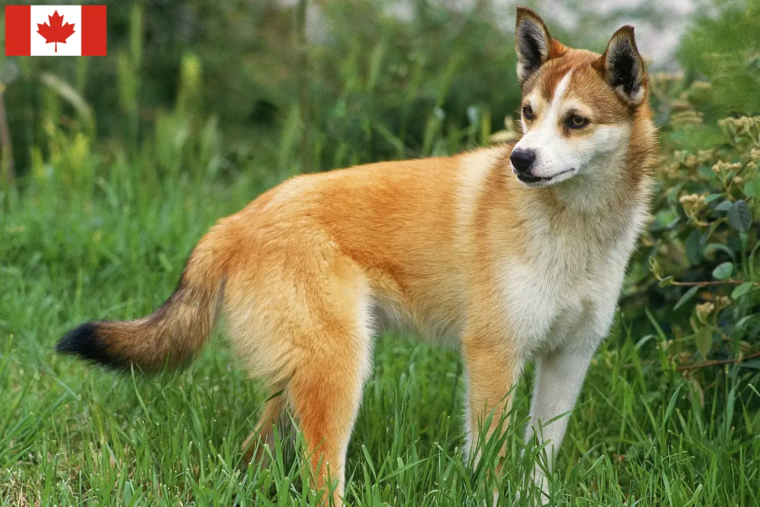 Read more about the article Norvég Lundehund tenyésztők és kölykök Kanadában