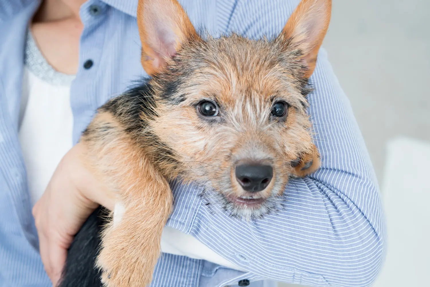 Norwich terrier kiskutya vásárlása felelősségvállalást jelent! Norwich terrier kiskutyák vásárlása.