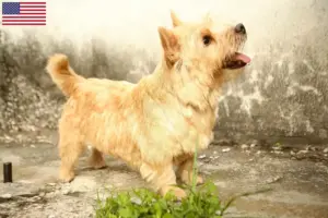 Read more about the article Norwich Terrier tenyésztők és kölykök az USA-ban