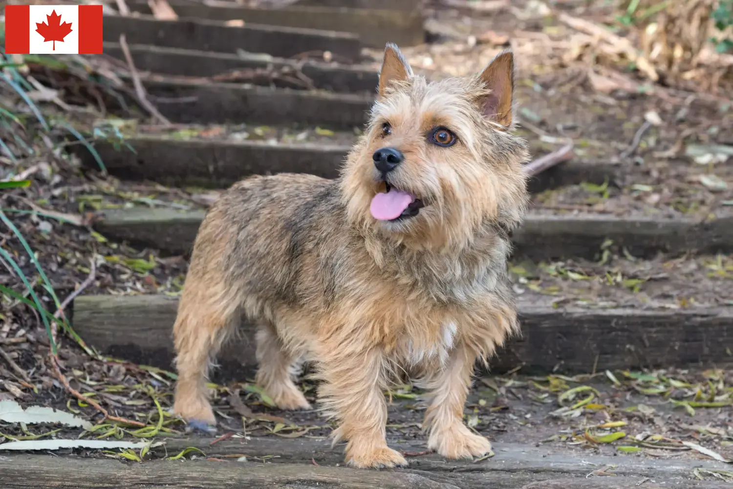 Norwich Terrier kölykök és tenyésztők Kanada Norwich Terrier tenyésztőket Kanadában itt találsz.