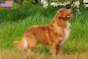 Read more about the article Nova Scotia Duck Tolling Retriever tenyésztők és kölykök az USA-ban