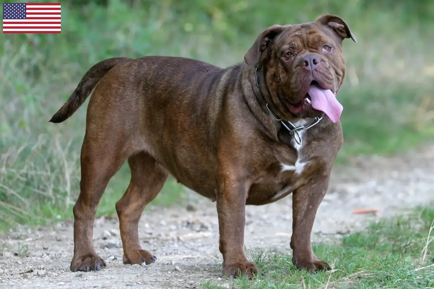 Olde English Bulldog kölykök és tenyésztők USA Olde English Bulldog tenyésztőket az USA-ban itt találsz.