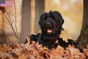 Read more about the article Orosz fekete terrier tenyésztő és kölykök az USA-ban