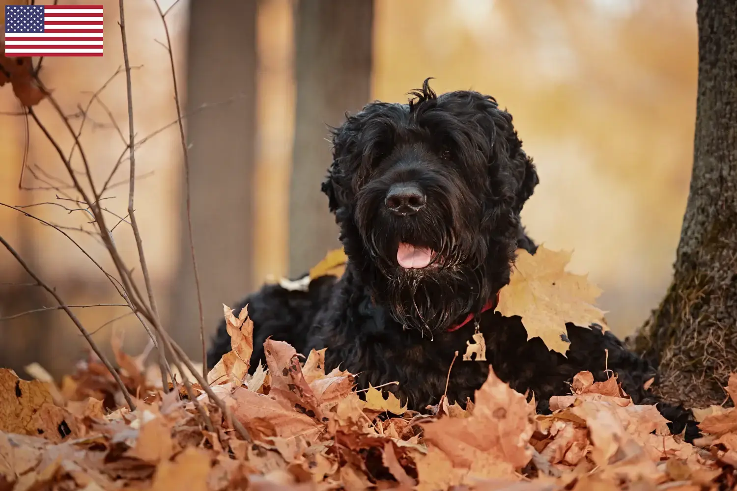 Read more about the article Orosz fekete terrier tenyésztő és kölykök az USA-ban
