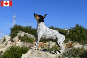 Read more about the article Patkányterrier tenyésztők és kölykök Kanadában