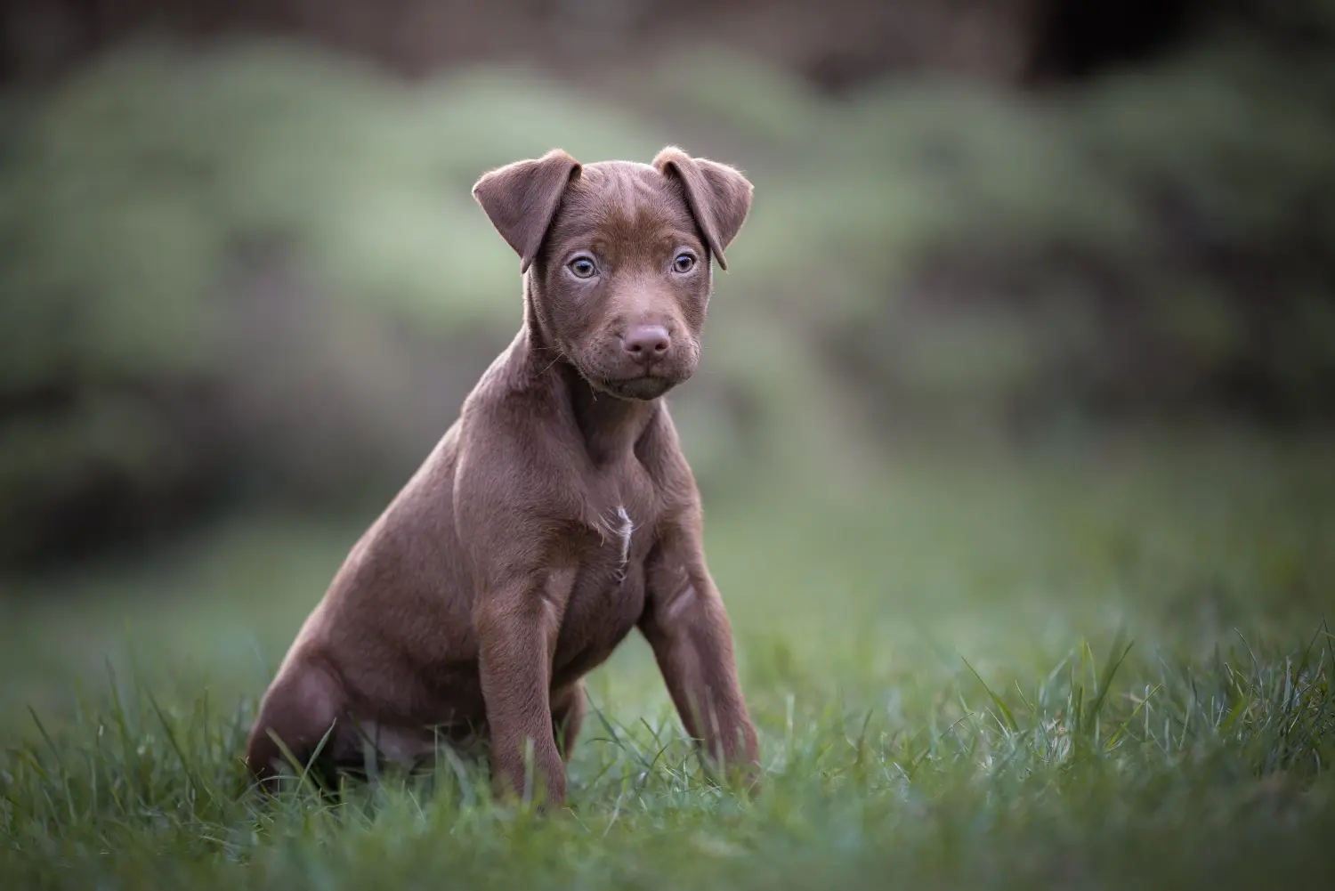 Patterdale terrier kölyökkutya vásárlása felelősségvállalást jelent! Vásároljon Patterdale terrier kiskutyákat.