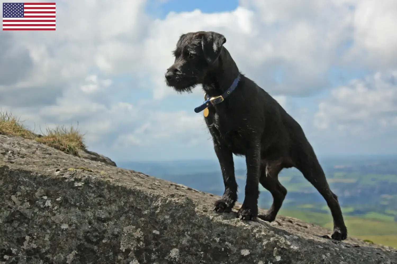 Read more about the article Patterdale Terrier tenyésztők és kölykök az USA-ban