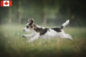 Read more about the article Petit Basset Griffon Vendéen tenyésztők és kiskutyák Kanadában