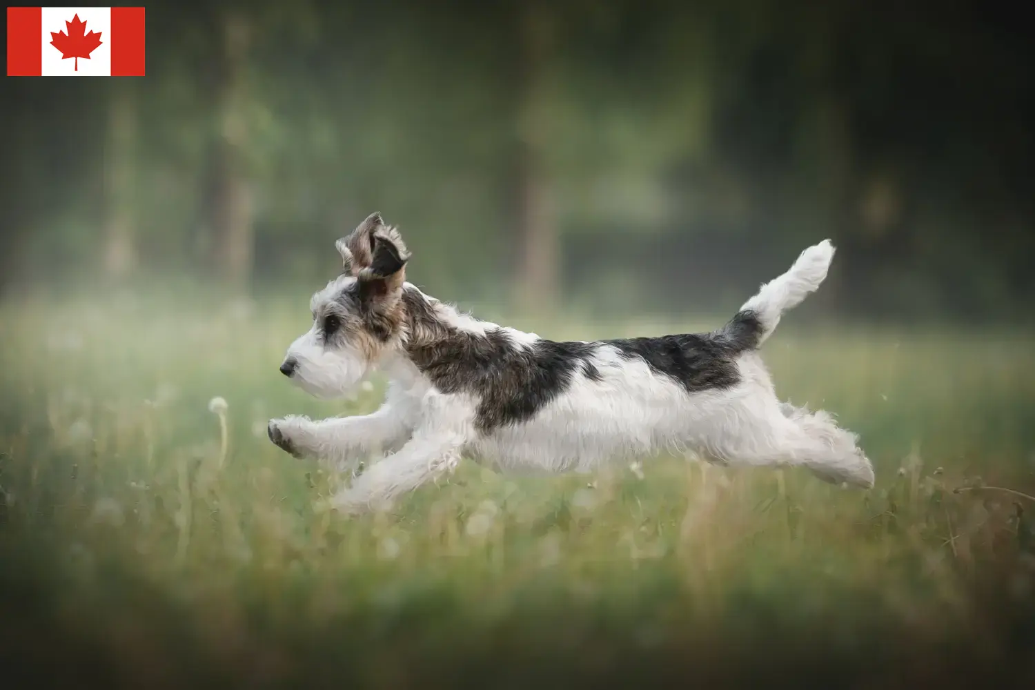 Petit Basset Griffon Vendéen kiskutyák és tenyésztők Kanada Találd meg a Petit Basset Griffon Vendéens tenyésztőket Kanadában.