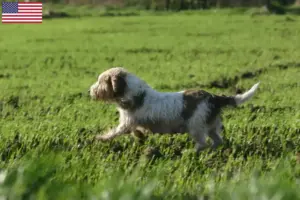 Read more about the article Petit Basset Griffon Vendéen tenyésztők és kölykök az USA-ban
