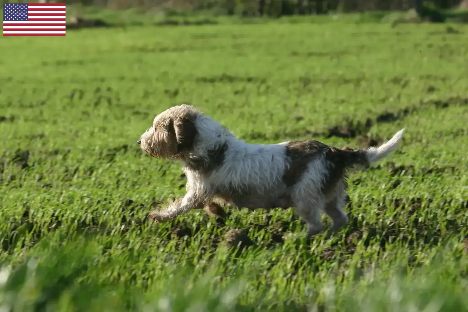 Read more about the article Petit Basset Griffon Vendéen tenyésztők és kölykök az USA-ban