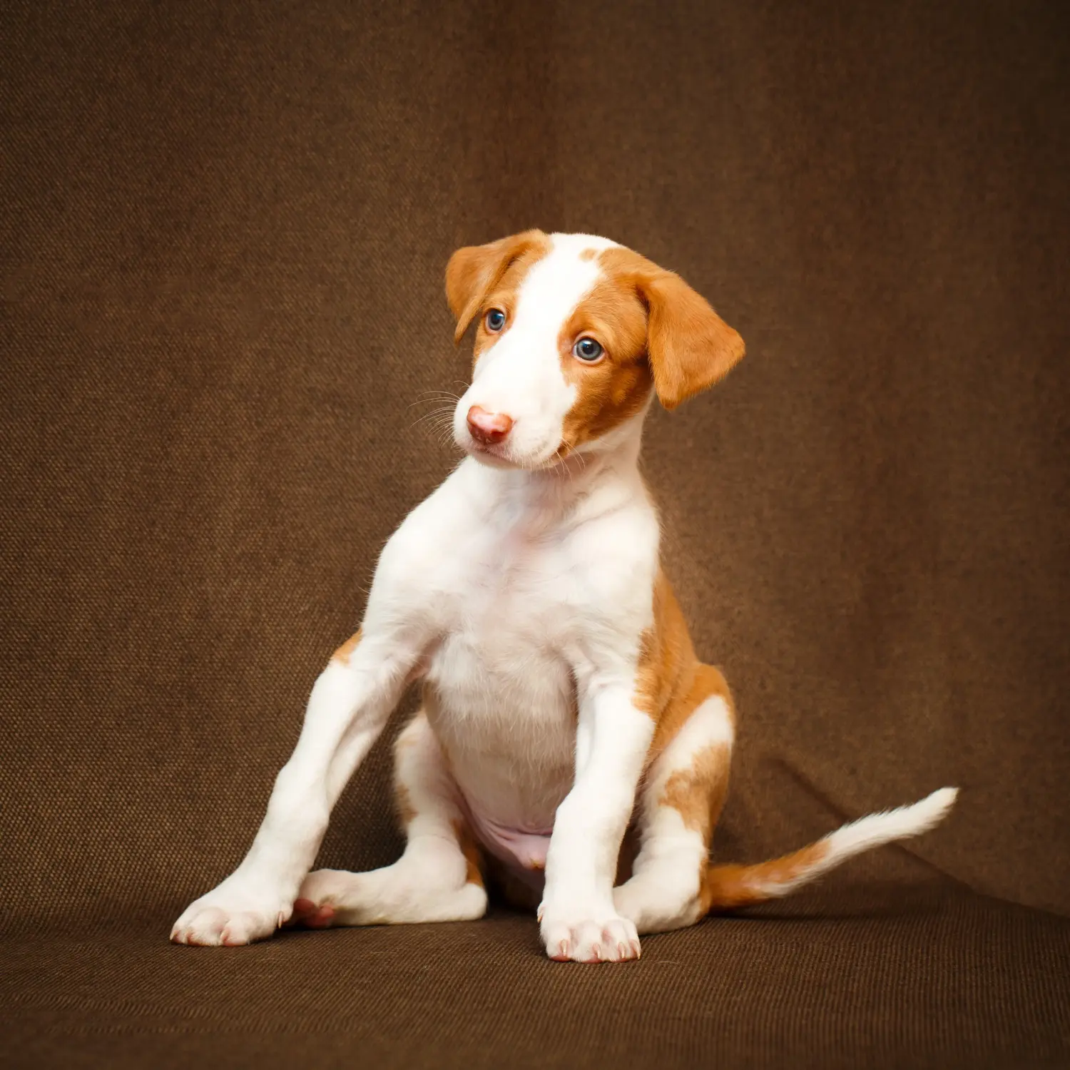 Podenco kiskutya vásárlása felelősségvállalást jelent! Vásároljon Podenco kiskutyákat.