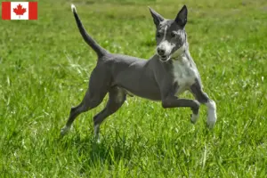 Read more about the article Podenco tenyésztők és kölykök Kanadában