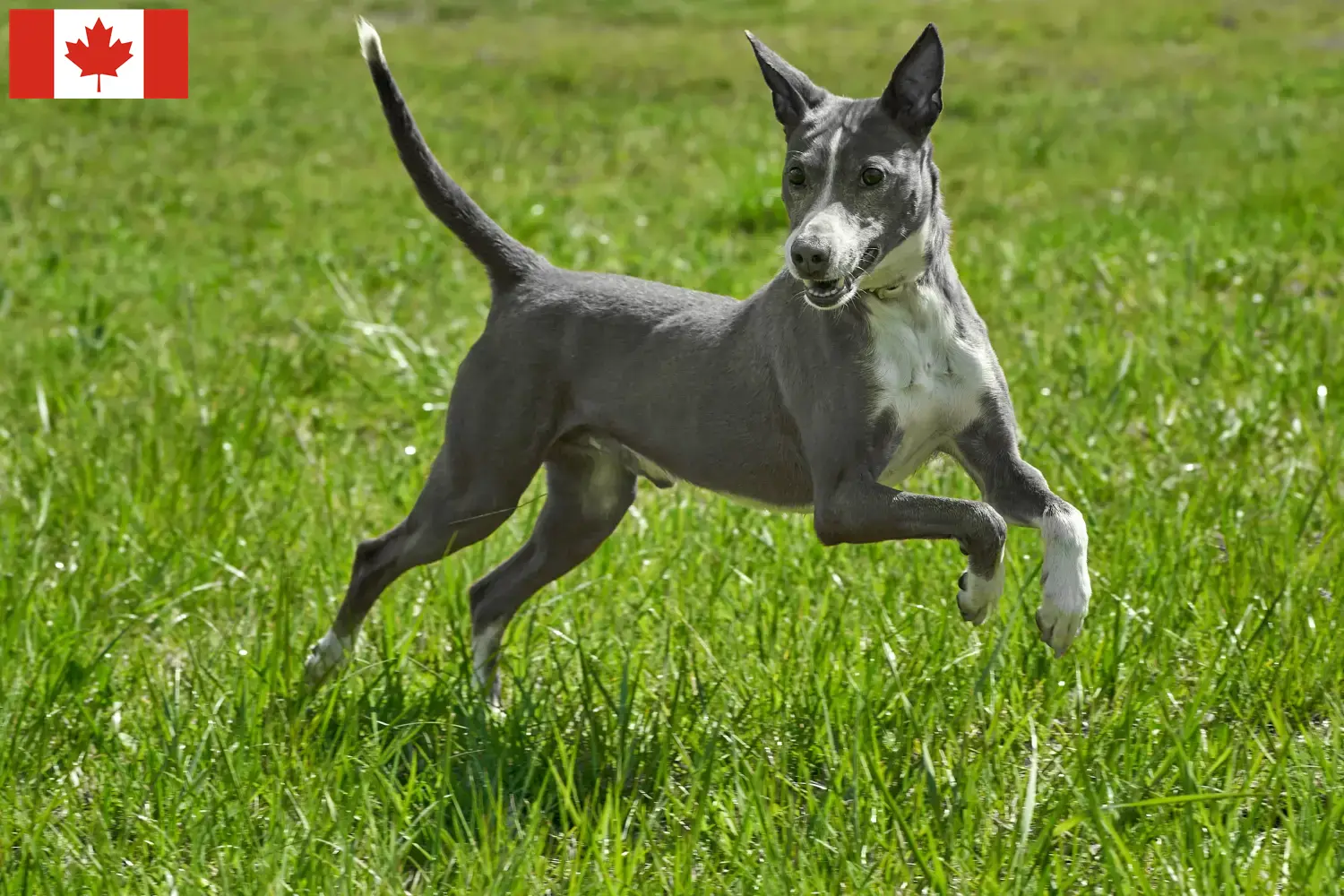 Read more about the article Podenco tenyésztők és kölykök Kanadában