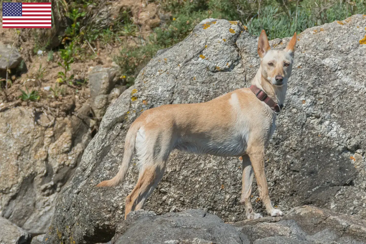 Read more about the article Podenco tenyésztők és kölykök az USA-ban