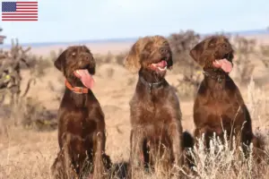 Read more about the article Pudelpointer tenyésztők és kölykök az USA-ban