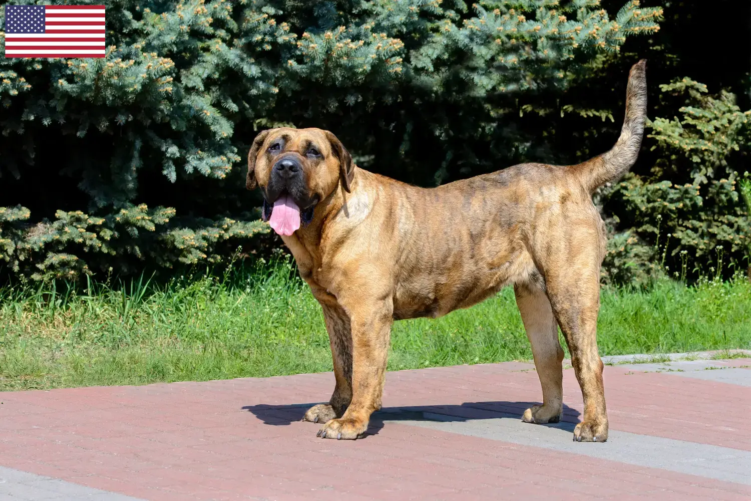 Read more about the article Presa Canario tenyésztők és kölykök az USA-ban