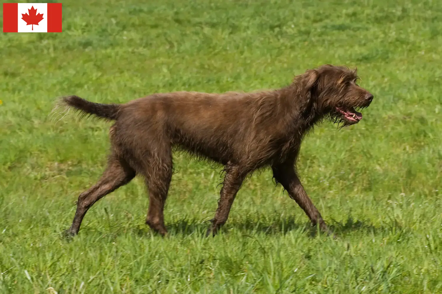Read more about the article Pudelpointer tenyésztők és kölykök Kanadában