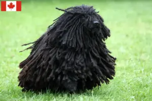 Read more about the article Puli tenyésztők és kölykök Kanadában