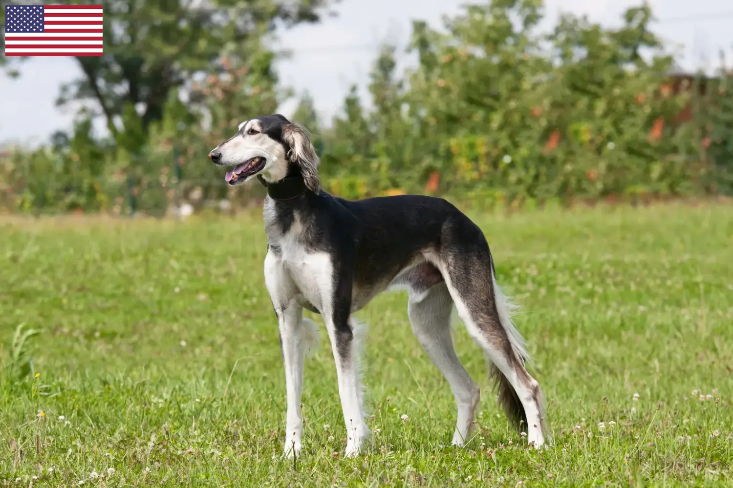 Saluki kiskutyák és tenyésztők USA Itt találsz szaluki tenyésztőket az USA-ban.