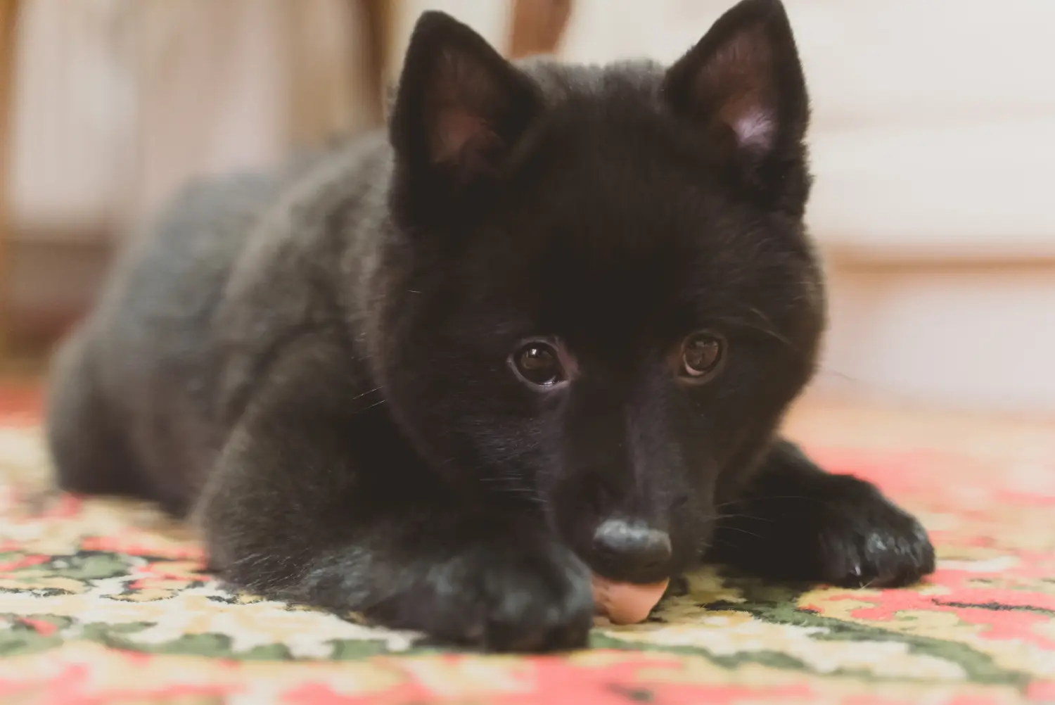 Egy Schipperke kölyökkutya megvásárlása felelősségvállalást jelent! Vásároljon Schipperke kiskutyákat.