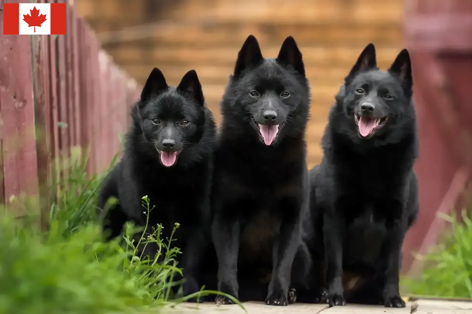 Schipperke kölykök és tenyésztők Kanada Itt találhat Schipperkes tenyésztőket Kanadában.