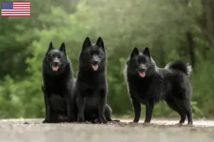 Read more about the article Schipperke tenyésztők és kölykök az USA-ban