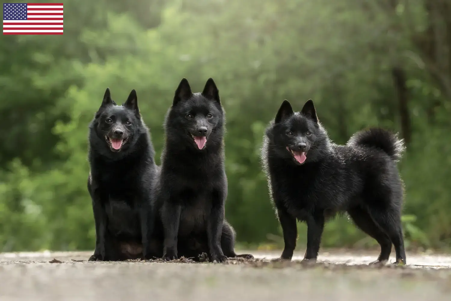 Schipperke kiskutyák és tenyésztők USA Itt találhat Schipperkes tenyésztőket az USA-ban.
