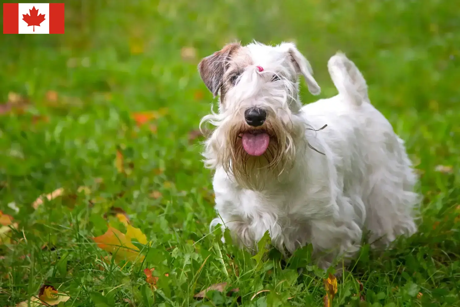 Read more about the article Sealyham terrier tenyésztők és kölykök Kanadában