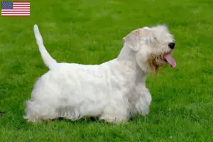 Read more about the article Sealyham terrier tenyésztők és kölykök az USA-ban