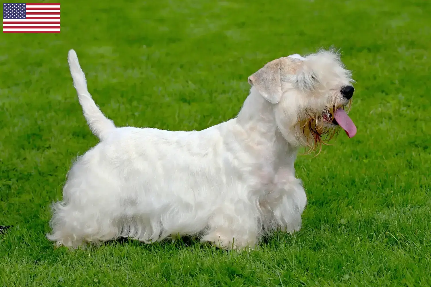 Read more about the article Sealyham terrier tenyésztők és kölykök az USA-ban