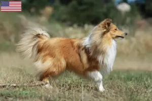 Read more about the article Sheltie tenyésztők és kölykök az USA-ban