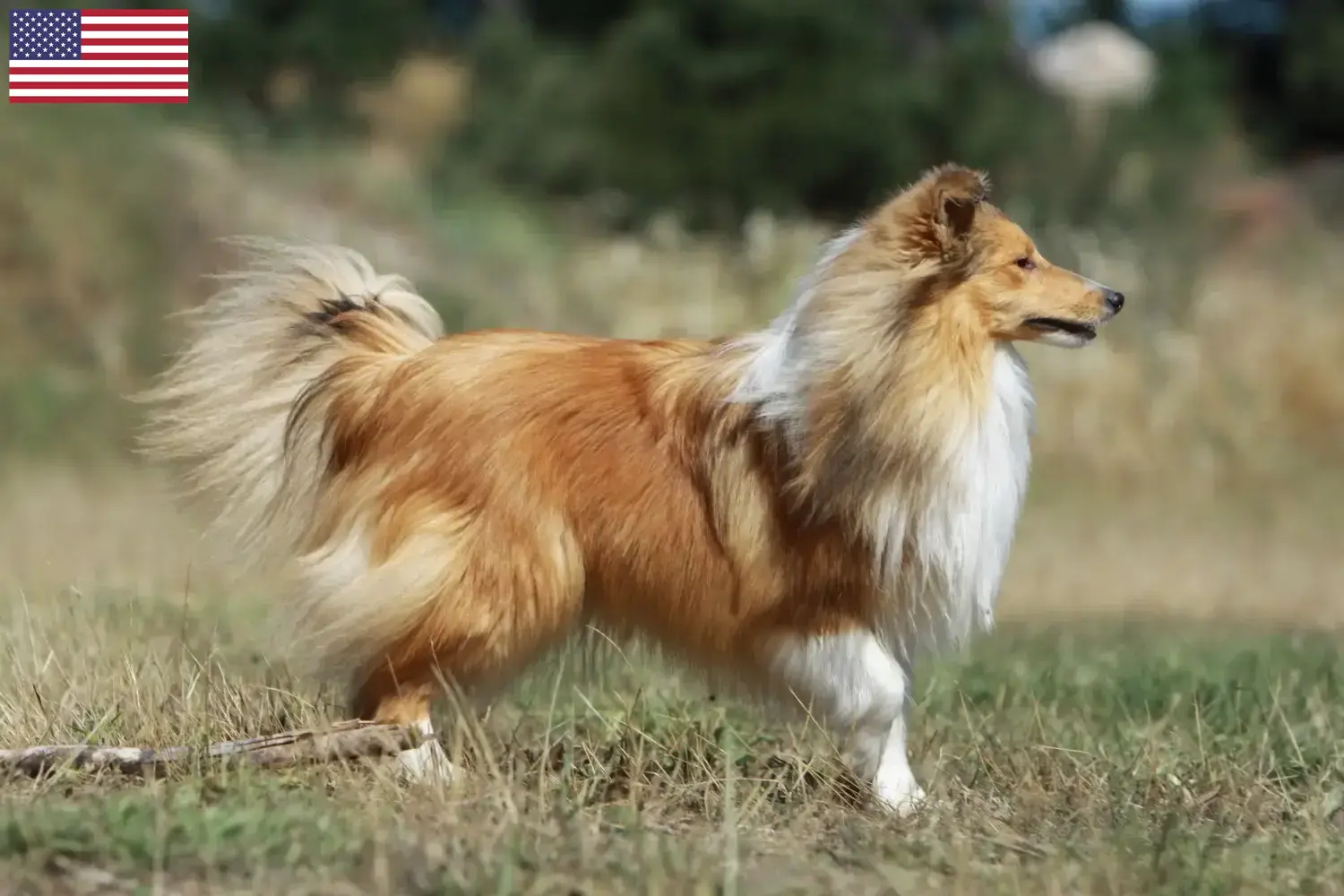 Sheltie kiskutyák és tenyésztők USA Itt találhat Shelties tenyésztőket az USA-ban.